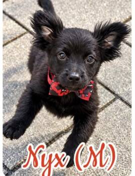 Nyx -  Shih Tzu Dog for Adoption in Plainfield, Illinois - Nyx | PetCurious