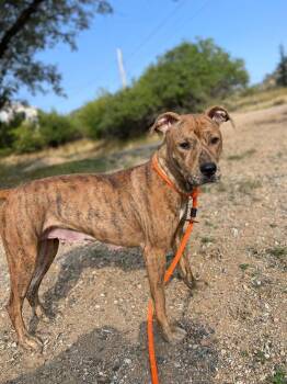 Rescue Mountain Cur Dogs for Adoption in Estes Park, Colorado - Selena | PetCurious