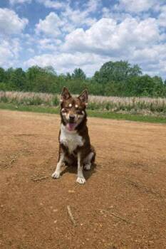 Husky and Australian Kelpie Dogs Available for Adoption in Newport, Kentucky - Goldie | PetCurious