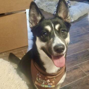 Sky -  Husky Dog for Adoption in Williston, Vermont - Sky | PetCurious