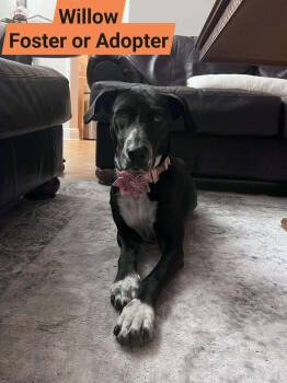 Labrador Retriever Dogs Available for Adoption - Willow - Foster Or Adopter Needed | PetCurious