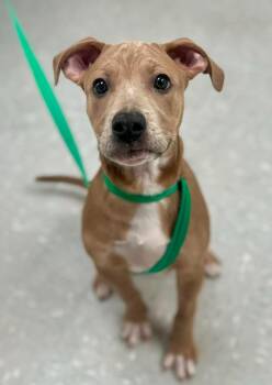 Pit Bull Terrier and Shar Pei Dogs Available for Adoption in New Philadelphia, Ohio - Tork | PetCurious
