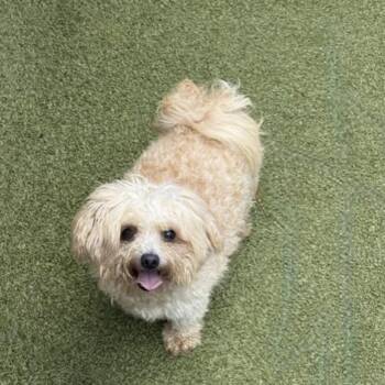 TEDDY -  Miniature Poodle and Chihuahua Dog for Adoption in Norwalk, Connecticut - TEDDY | PetCurious