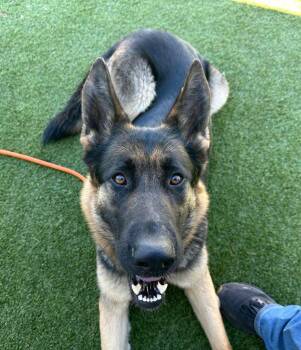 German Shepherd Dog Dogs Available for Adoption in Modesto, California - Della | PetCurious