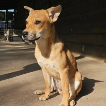German Shepherd Dog and Labrador Retriever Dogs Available for Adoption in Houston, Texas - Aruba | PetCurious