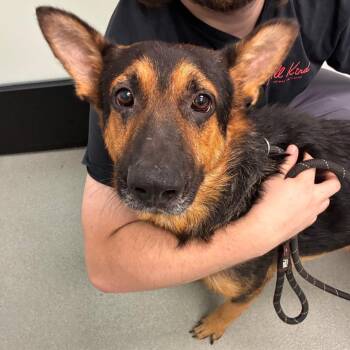 Bruno -  German Shepherd Dog Dog for Adoption in Abilene, Texas - Bruno | PetCurious