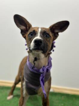 Doberman Pinscher and German Shepherd Dog Dogs Available for Adoption - Chester | PetCurious