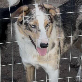 Australian Shepherd and German Shepherd Dog Dogs Available for Adoption in Livingston, Texas - Dacey | PetCurious