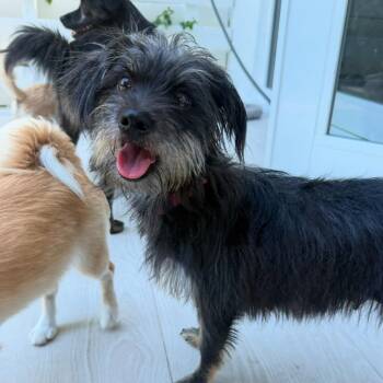 Cholie -  Schnauzer and Yorkshire Terrier Dog for Adoption in Miami, Florida - Cholie | PetCurious