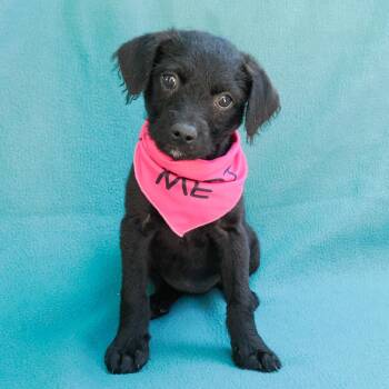 Spaniel and Terrier Dogs Available for Adoption in Richmond, California - CHICA | PetCurious