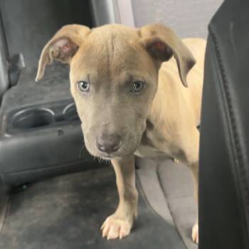 Grayson -  Pit Bull Terrier Dog for Adoption in Belleville, Illinois - Grayson | PetCurious