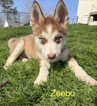 Siberian Husky Dogs Available for Adoption - Zeebo | PetCurious