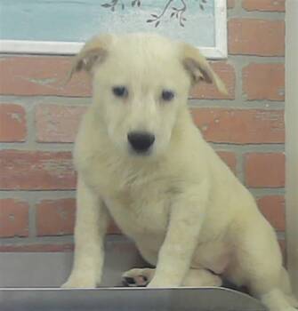 A2084018 -  Labrador Retriever Dog for Adoption in Houston, Texas - A2084018 | PetCurious