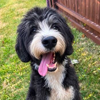 Benji -  Labradoodle Dog for Adoption in Houston, Texas - Benji | PetCurious