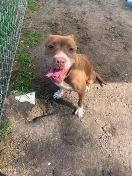 Judith -  Terrier Dog for Adoption in New Bern, North Carolina - Judith | PetCurious