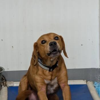 191294 LOOKING FOR OWNER -  Beagle Dog for Adoption in Ravenna, Ohio - 191294 LOOKING FOR OWNER | PetCurious