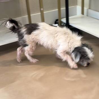 Lucy Elizabeth -  Shih Tzu Dog for Adoption in Houston, Texas - Lucy Elizabeth | PetCurious