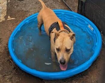 Rescue Pit Bull Terrier Dogs for Adoption in Colorado Springs, Colorado - Becca | PetCurious