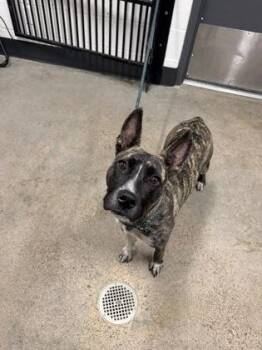 Moon Pie -  Pit Bull Terrier Dog for Adoption in Cleveland, Ohio - Moon Pie | PetCurious