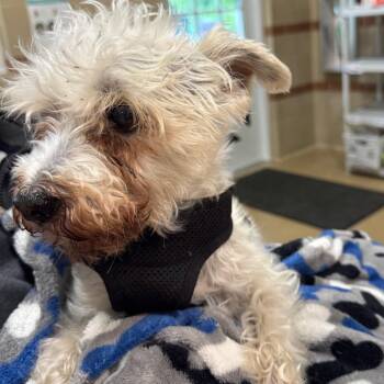 Mixed Breed Dogs Available for Adoption in Winston-salem, North Carolina - Nelson | PetCurious