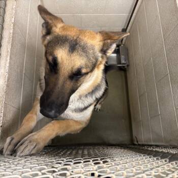 German Shepherd Dog Dogs Available for Adoption in Harrisonburg, Virginia - Loki | PetCurious