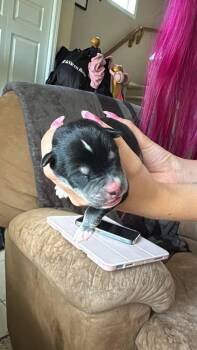 Skor Blizzard -  Dachshund and Miniature Pinscher Dog for Adoption in Calgary, Alberta - Skor Blizzard | PetCurious