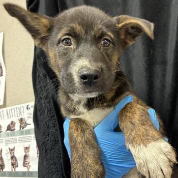 Tango -  Shepherd and Mixed Breed Dog for Adoption in San Antonio, Texas - Tango | PetCurious