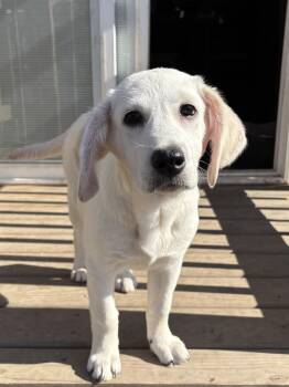Labrador Retriever and Great Pyrenees Dogs Available for Adoption - Gretchen Wieners  | PetCurious