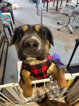 Shar Pei and Terrier Dogs Available for Adoption - Jason | PetCurious