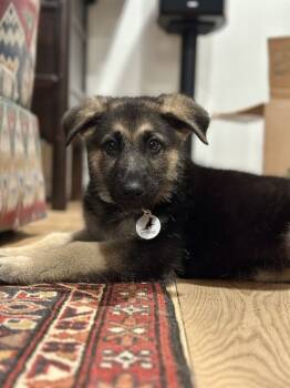 Rescue German Shepherd Dog Dogs for Adoption in Palo Alto, California - Aksel | PetCurious