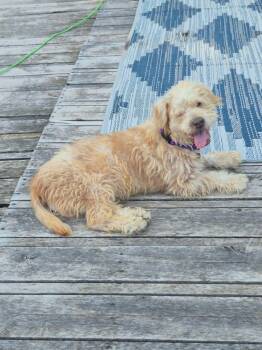 Benji -  Terrier Dog for Adoption in De Pere, Wisconsin - Benji | PetCurious