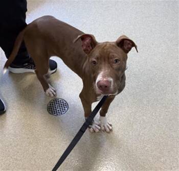 Rescue Pit Bull Terrier and Mixed Breed Dogs for Adoption in Newton, North Carolina - DANTE | PetCurious