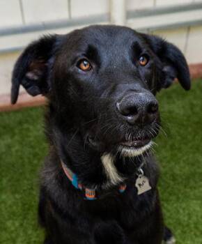 Shepherd Dogs Available for Adoption in Encinitas, California - Muzan | PetCurious