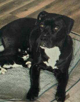 Rescue Pit Bull Terrier and Black Labrador Retriever Dogs for Adoption in Roswell, Georgia - Howie | PetCurious