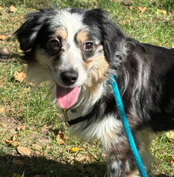 Rescue Australian Shepherd Dogs for Adoption in Ringwood, Illinois - 0966 Willy | PetCurious
