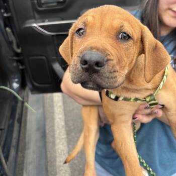 Tansy -  Mixed Breed Dog for Adoption in Marshall, Texas - Tansy | PetCurious