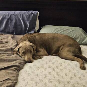 Krystal -  Labrador Retriever Dog for Adoption in Fairfax, Virginia - Krystal | PetCurious