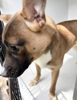 Basenji and Mixed Breed Dogs Available for Adoption - A652377 | PetCurious