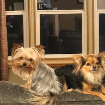 Bella D11452 -  Yorkshire Terrier Dog Available for Adoption - Bella D11452 | PetCurious