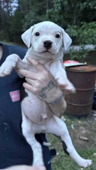 Kyle Cooke -  Pit Bull Terrier and American Bulldog Dog for Adoption in Watertown, Connecticut - Kyle Cooke | PetCurious