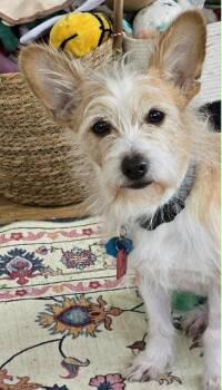 Cairn Terrier Dogs Available for Adoption in Waverly, Iowa - Buster | PetCurious