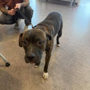 Langdon -  Terrier Dog for Adoption in Brentwood, Missouri - Langdon | PetCurious