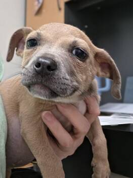 Pit Bull Terrier and Chihuahua Dogs Available for Adoption in Savannah, Georgia - Sausalito | PetCurious