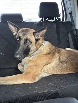 Phoenix -  German Shepherd Dog Dog for Adoption in Palm Desert, California - Phoenix | PetCurious