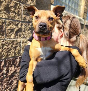 Pit Bull Terrier and Mixed Breed Dogs Available for Adoption - CHIPMUNK | PetCurious