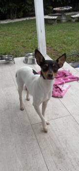 lola -  Fox Terrier Dog for Adoption in Miami, Florida - Lola | PetCurious