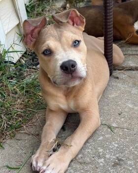Rogue -  Mixed Breed Dog for Adoption in Brookshire, Texas - Rogue | PetCurious