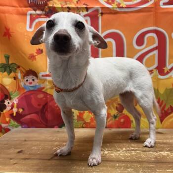 Rescue Chihuahua Dogs for Adoption in Normal, Illinois - Taco | PetCurious