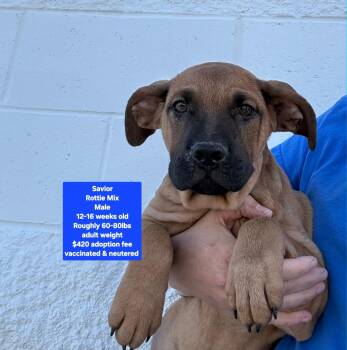 Savior -  Rottweiler Dog for Adoption in Oviedo, Florida - Savior | PetCurious