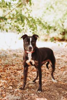 American Staffordshire Terrier and Mixed Breed Dogs Available for Adoption in North Charleston, South Carolina - 92046a Pixel | PetCurious